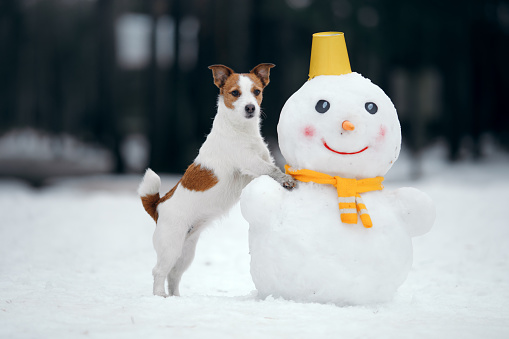 dog in snowy winter makes a snowman. Jack Russell Terrier in a scarf.