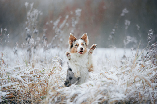 Adult Fila Brasileiro (Brazilian Mastiff) portrait in snow, winter scene
