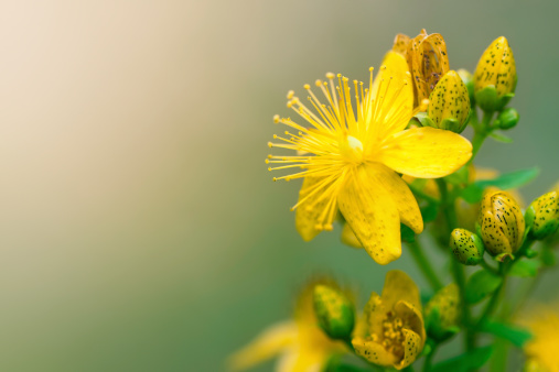 Close-up of a yellow buttercup standing in a green meadow. The sun shines in summer.