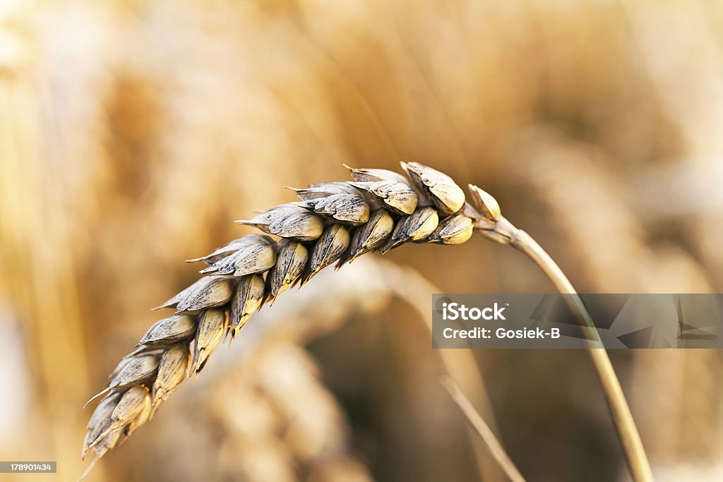 Misch of grain - Lizenzfrei Bildschärfe Stock-Foto