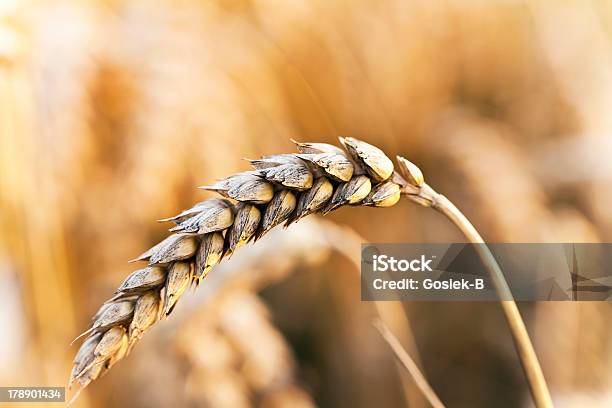 Misch Of Grain Stockfoto und mehr Bilder von Bildschärfe - Bildschärfe, Farbbild, Fotografie