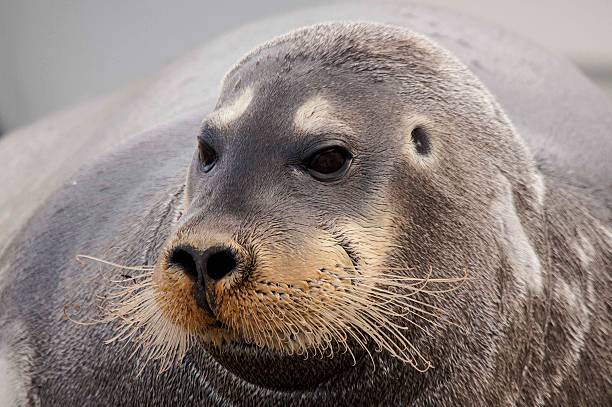 istock The seal, tipical animal of arctic 178901531
