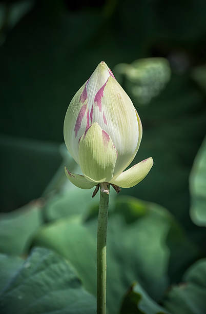 インドのロータス - lotus pink petal closed ストックフォトと画像