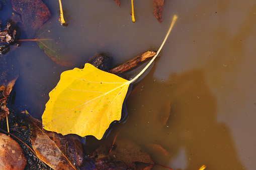 Yellow autumn leaf that fell into puddle