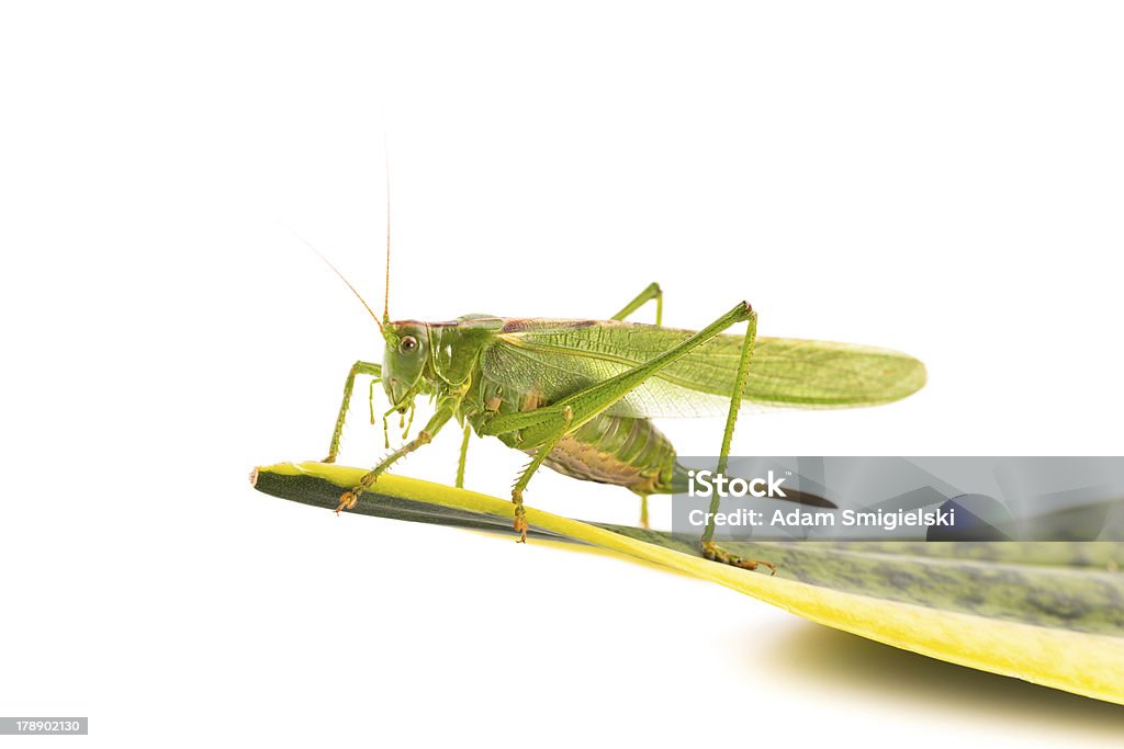 Heuschrecke - Lizenzfrei Bauch Stock-Foto