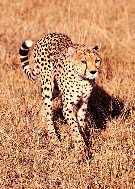 istock Male cheetah in Masai Mara 178902145