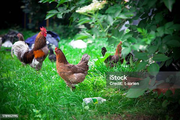 Frango Como Deve Ser - Fotografias de stock e mais imagens de Galinha Maran - Galinha Maran, Alegria, Ao Ar Livre