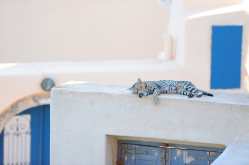 Cute cat sleeping on a Greek island Santorini
