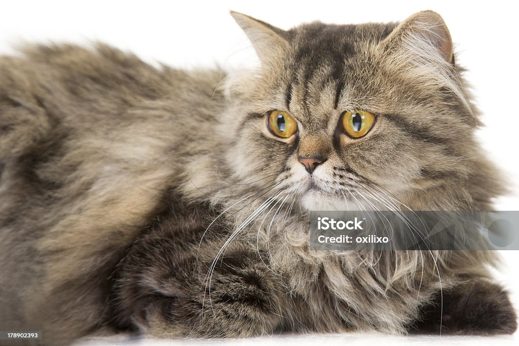 Gato persa lying on aislado blanco - Foto de stock de Acostado libre de derechos