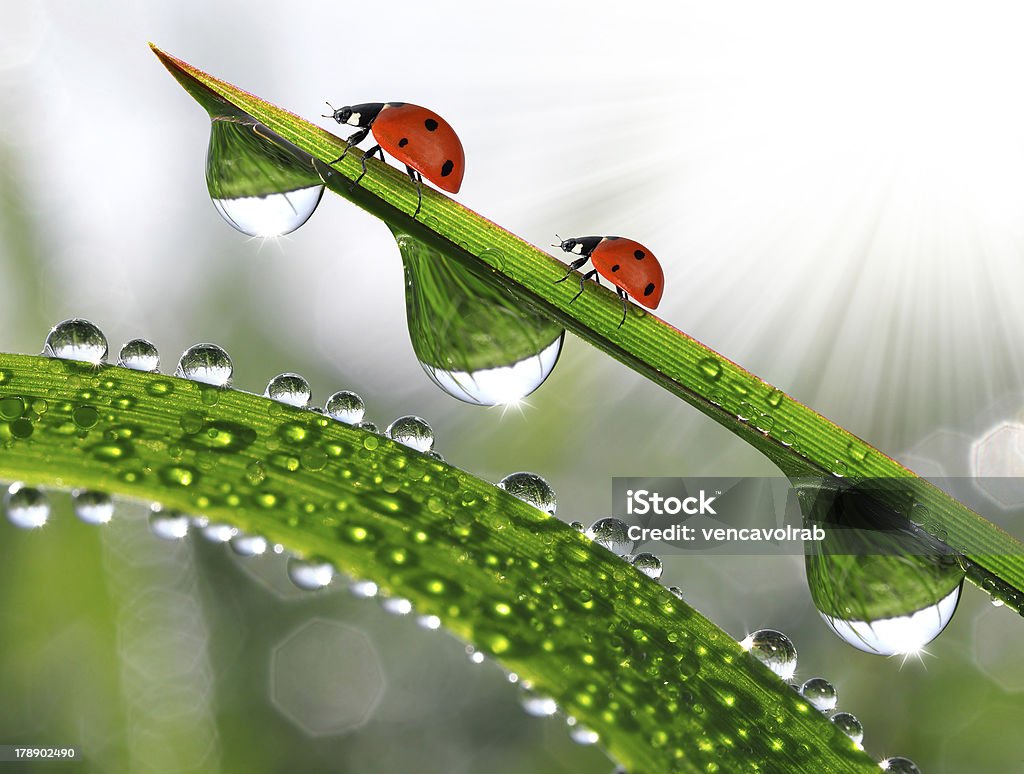 dew and ladybirds fresh morning dew and ladybirds Animal Stock Photo