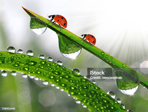 Dew And Ladybirds Stock Photo - Download Image Now - Animal, Animal Wildlife, Beauty In Nature