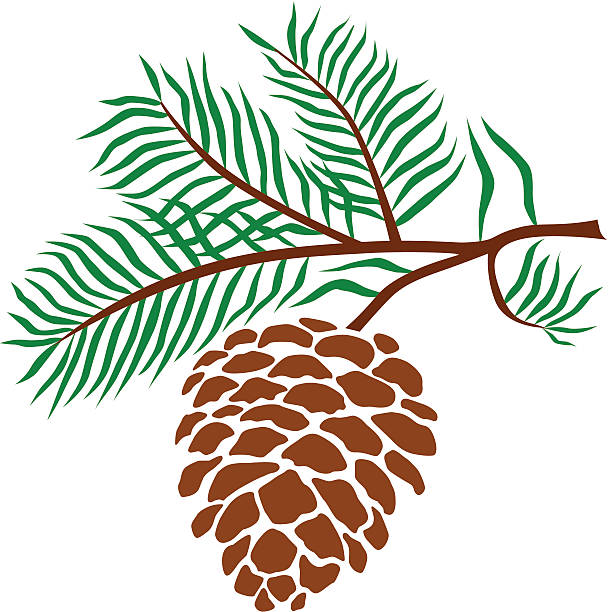 pine cone vector art illustration