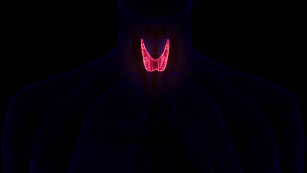 istock Human Body Glands Thyroid Gland Anatomy 1789041959