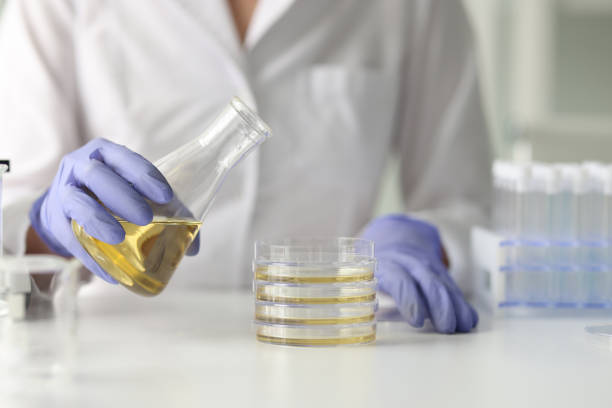 istock Lab worker pours sunflower oil from flask into Petri dish 1789041974