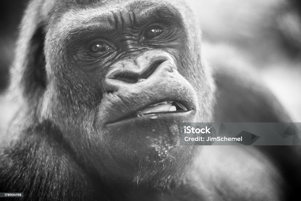 Gorilla - Lizenzfrei Bildschärfe Stock-Foto