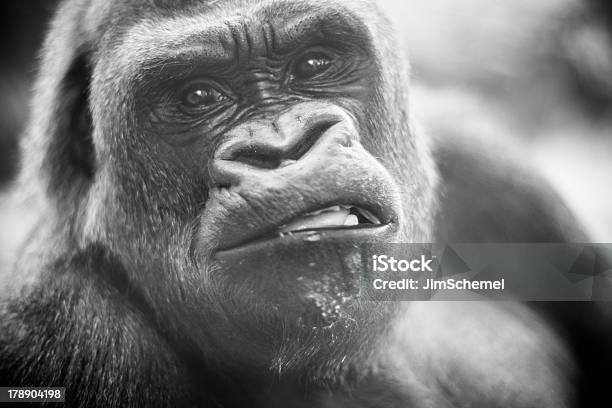 Gorilla Stockfoto und mehr Bilder von Bildschärfe - Bildschärfe, Fotografie, Gorilla