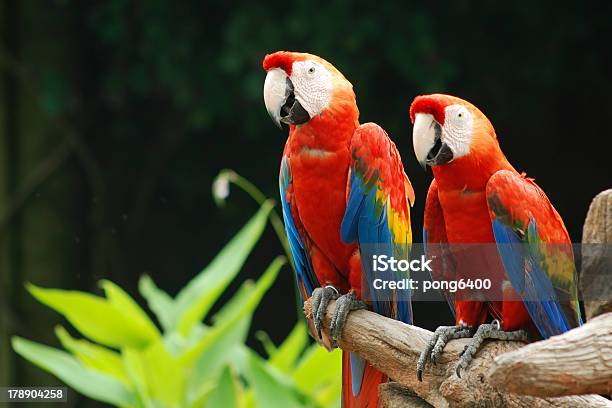 Loro Foto de stock y más banco de imágenes de Abrigo - Abrigo, Acercarse, Ala de animal