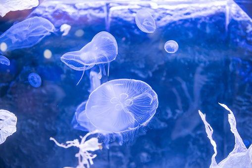 Fluffy whiite jellyfish swimming on blue water of aquarium tank in Japan