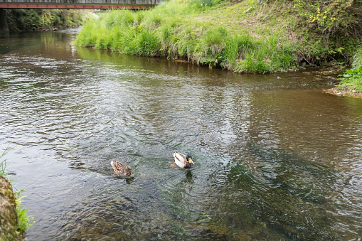 Swimming duck couple on canal of Oshino Hakkai village, Yamanashi, Japan.