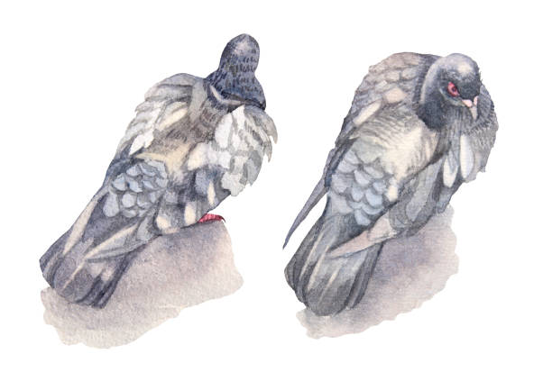 istock Set watercolor gray bird dove isolated on white background. Hand-drawn pigeon for card or sticker. Wild flying animal clipart for sketchbook and wallpaper. Symbol for coloring book or celebration 1789043231