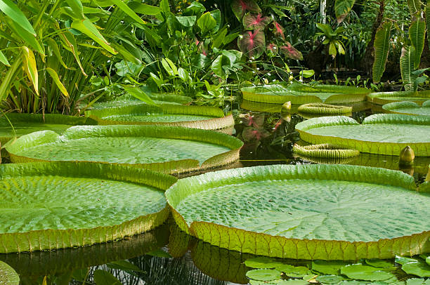 victoria - forest pond landscaped water fotografías e imágenes de stock