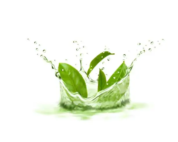 Vector illustration of Green tea leaves, crown splash and splatters