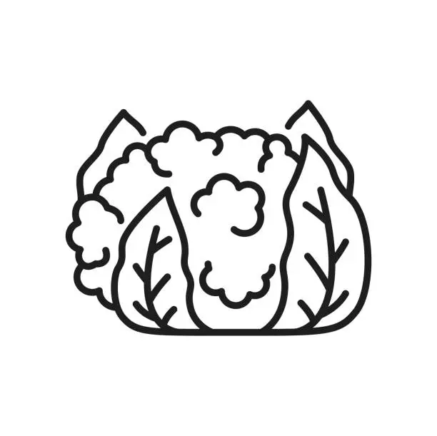 Vector illustration of Cauliflower cabbage flat Brassica oleracea icon