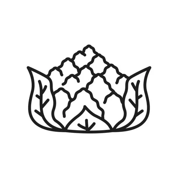 Vector illustration of Romanesco cabbage cauliflower head line icon