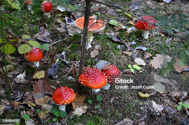 Fotografía De Cerca De Exclusión De Tipo Seta En Un Bosque Foto de stock y más banco de imágenes de Aire libre