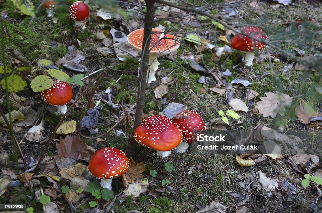 Fechar Fotografia de Cogumelo em uma floresta Mosca - Royalty-free Amanita parcivolvata Foto de stock