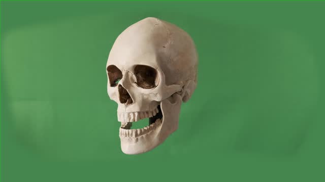 Human skull in light color slow rotates on green isolated studio background.