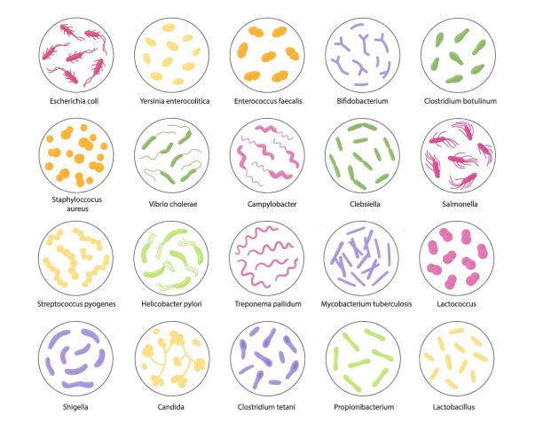 set von bakterien in einer lupe. vektorillustration im doodle-stil - botulismus clostridium stock-grafiken, -clipart, -cartoons und -symbole