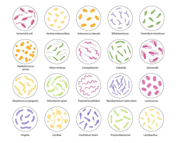 ilustraciones, imágenes clip art, dibujos animados e iconos de stock de conjunto de bacterias en una lupa. ilustración vectorial en estilo garabato - clostridium