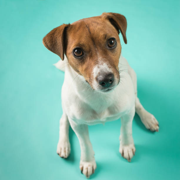 istock Sitting jack Russell terrier on a turquoise background. 1789051039