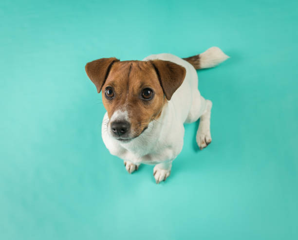 istock Top view of a terrier on a turquoise background. 1789051331