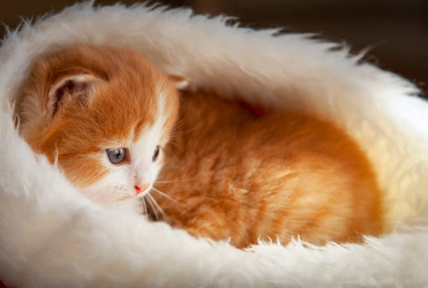 Ginger cute Kitten in santa hat on Christmas background and fur tree