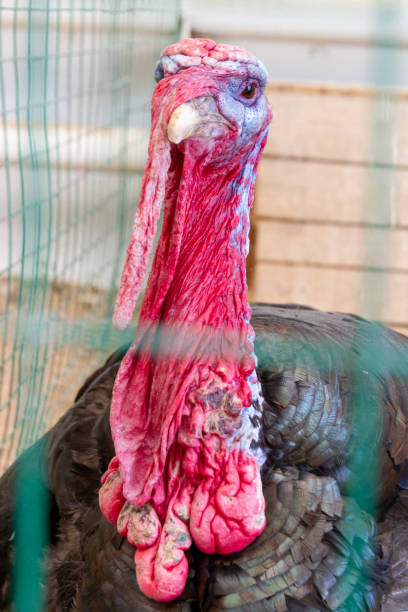 istock Wild turkey close up. Turkey in the zoo. 1789053696