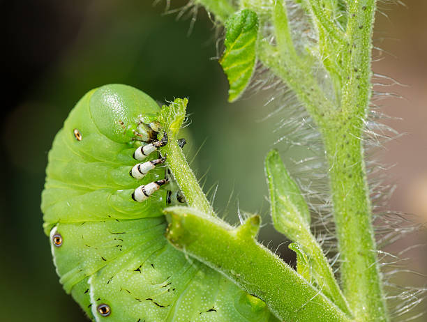 istock Tomato hornworm caterpillar eating plant 178905386