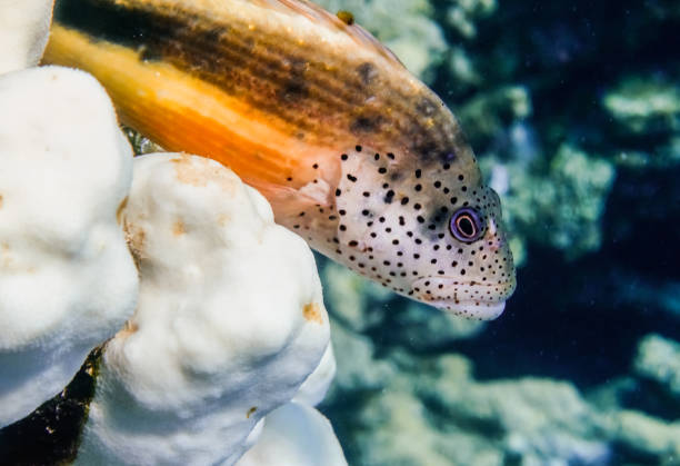 istock amazing backside hawkfish lying on white corals and looking to other fishes macro 1789054231