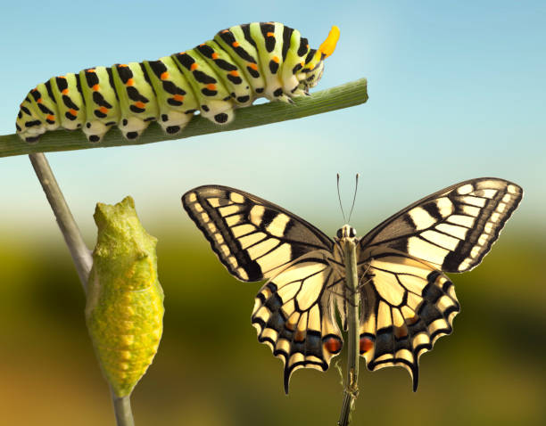 istock Transformation of common machaon butterfly emerging from cocoon 1789054271