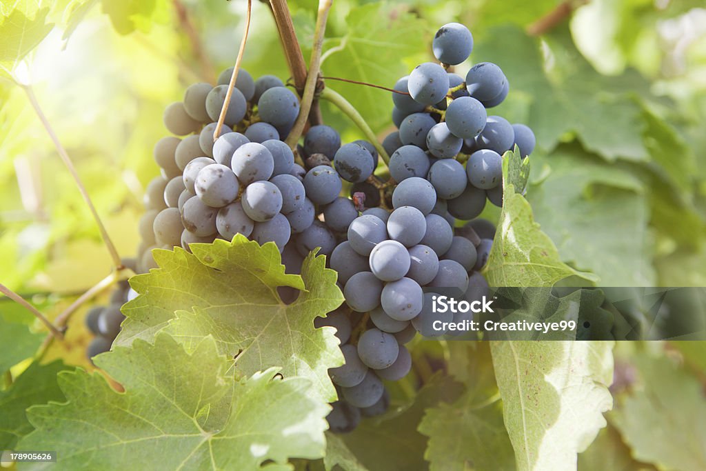 Uva vino close-up - Foto stock royalty-free di Agricoltura