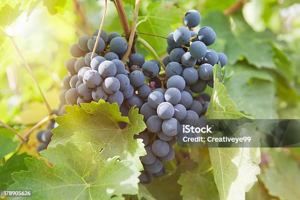 Uva Vino Closeup - Fotografie stock e altre immagini di Agricoltura - Agricoltura, Ambientazione esterna, Azienda vinicola