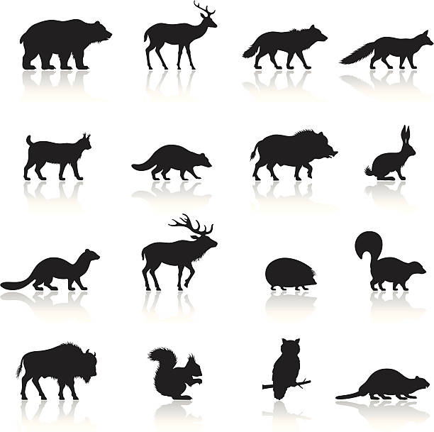 wilde tiere icon-set - wolf stock-grafiken, -clipart, -cartoons und -symbole