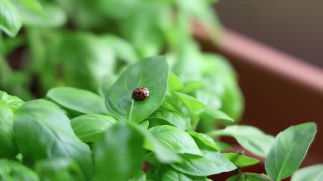 Ladybug on a basil plant, close up portrait