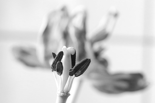 Black and white photo. View of a tulip bud