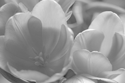 Black and white photo. Blooming bouquet of tulips