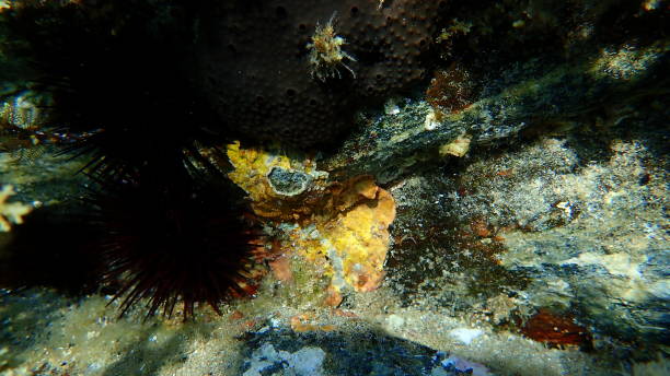 istock Encrusting brown algae or Thalloid red algae Peyssonnelia sp. rosa-marina var. undersea 1789070943