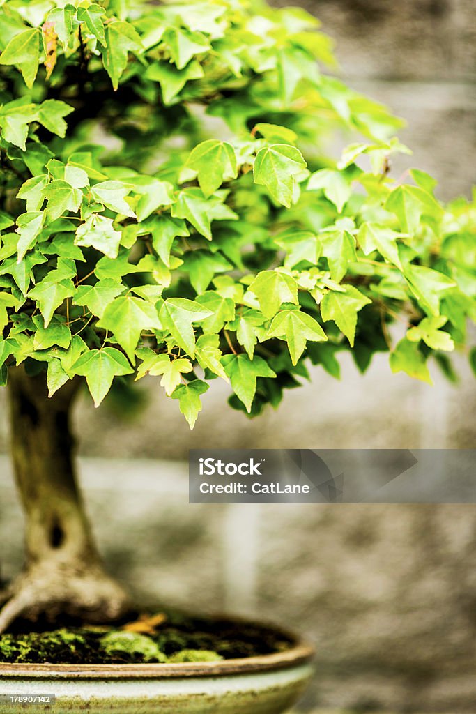 Bonsai - Foto stock royalty-free di Albero