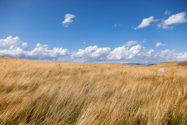 A golden field of wheat with tire tracks through it under a blue sky with clouds on a sunny day.