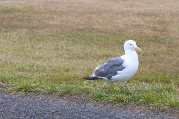 istock View of a seagull on the ocean. Wild birds. 1789077201